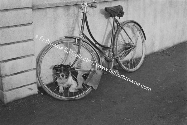 DOG WITH BICYCLE